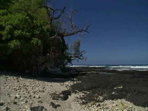 Driftwood and Ocean Stock Footage 22244698