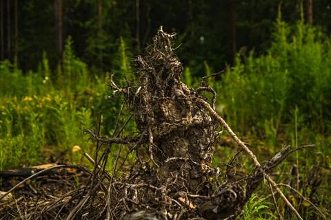 Driftwood on the background of the forest 写真素材