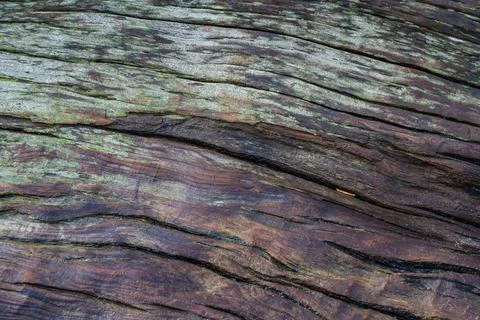 Driftwood background Photos