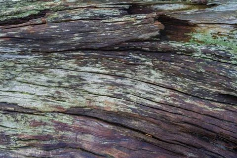 Driftwood background Photos