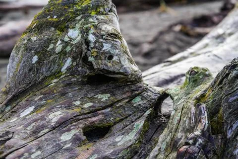 Driftwood background Stockfoto's