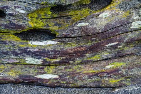 Driftwood background Photos