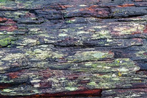 Driftwood background Photos