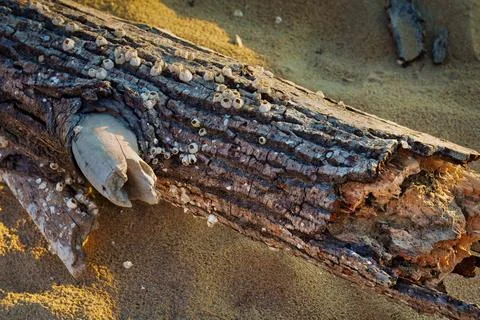 Driftwood With Barnacles On Sandy Beach Stock Photos