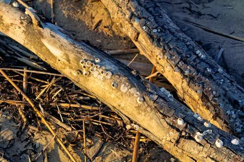 Driftwood With Barnacles On Sandy Beach Foto stock