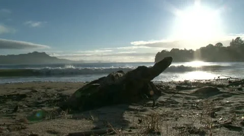 Driftwood on beach Stock Footage 10595266