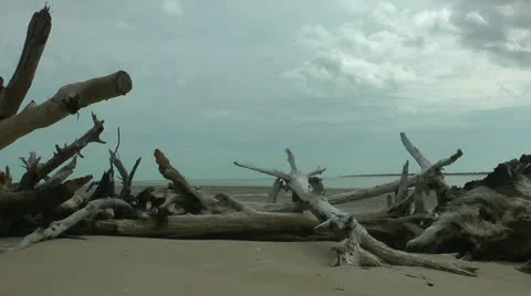 Driftwood beach Stock-Footage 11115504
