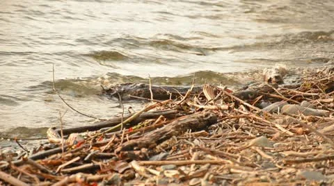 Driftwood on the beach Vídeos de archivo 11408755