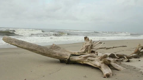 Driftwood on Beach Stock Footage 45713872