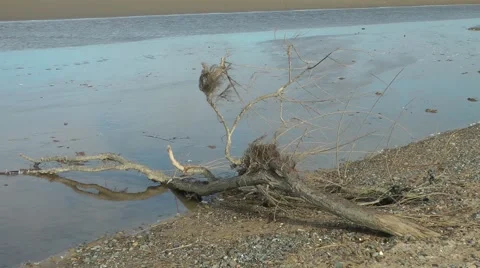 Driftwood on beach Stock Footage 47177230