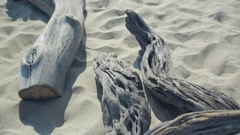 Driftwood on beach Video stock 78772574