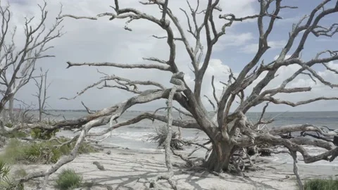 Driftwood Beach Video stock 148594427