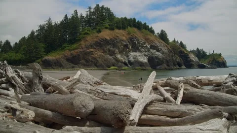 Driftwood at the beach Stock Footage 262794218