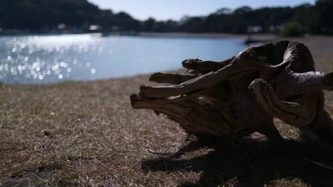 A driftwood on the beach Stock Footage 329671318