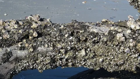 Driftwood Beach on the north end of Jekyll Island, Georgia. Trunk of a fall.. Stock Footage 336024851