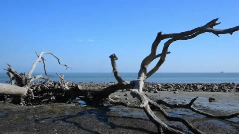 Driftwood Beach on the northern end of Jekyll Island, Georgia, USA. The unu.. Stock Footage 342053045