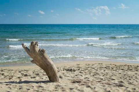 Driftwood on the beach Stock Photos