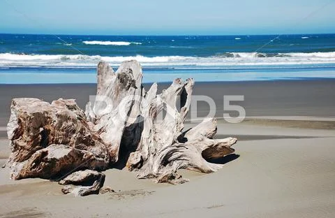 Driftwood on beach Stock Photos