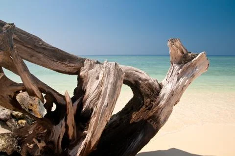 Driftwood at the beach Stock Photos