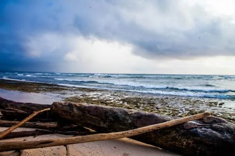 Driftwood on a beach Stock Photos