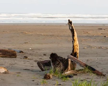Driftwood on a beach Stock Photos
