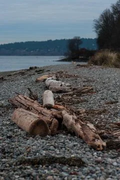 Driftwood on a beach Stock Photos