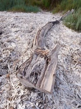 Driftwood at the beach Stock Photos