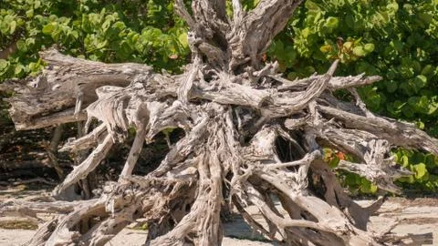 Driftwood on beach Stock Photos