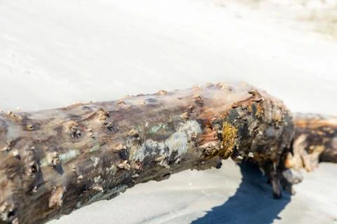 Driftwood at the beach Stock Photos
