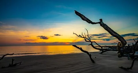 Driftwood Beach 写真素材