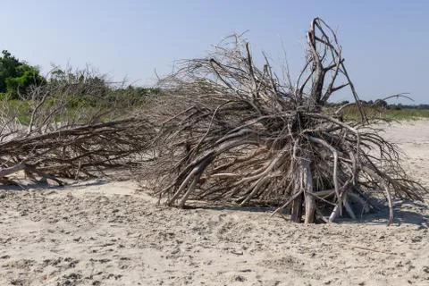 Driftwood Beach Stock Photos