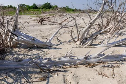 Driftwood Beach Stock Photos