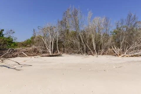 Driftwood Beach Stock Photos