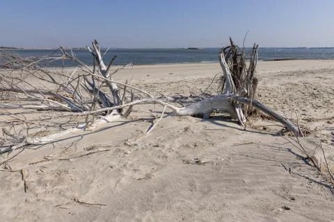 Driftwood Beach Stock Photos