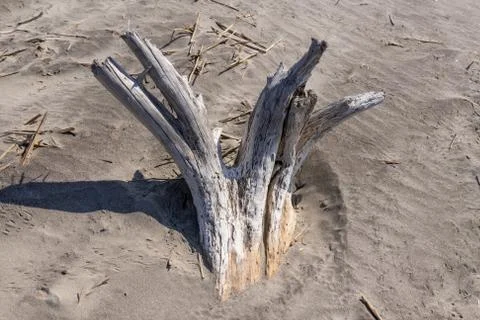 Driftwood Beach Stock Photos