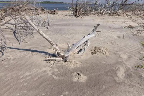 Driftwood Beach Stock Photos