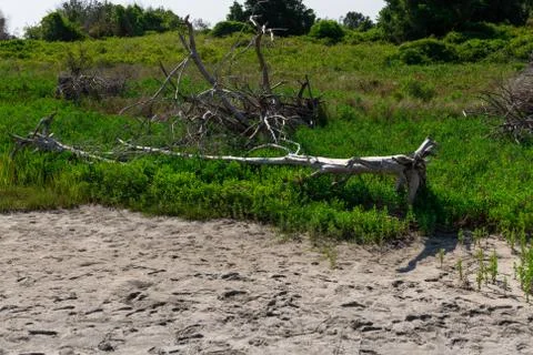 Driftwood Beach Stock Photos