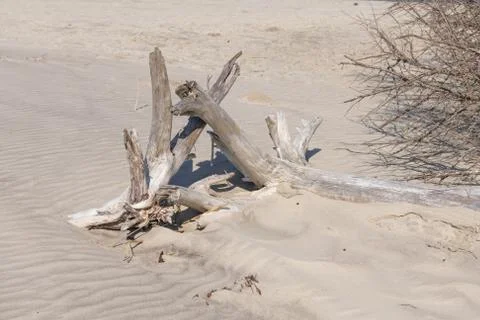 Driftwood Beach Stock Photos