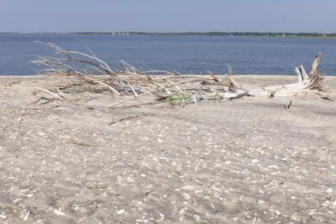 Driftwood Beach Stock Photos
