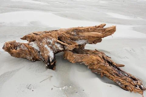 Driftwood on beach Stock Photos