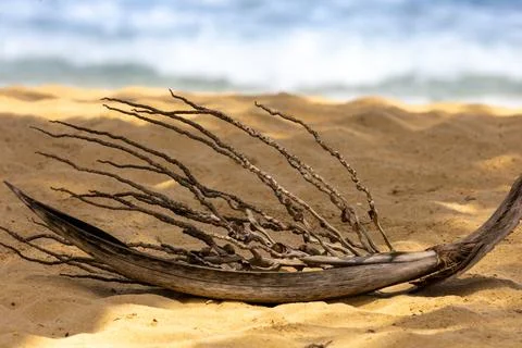 Driftwood on beach Stock Photos