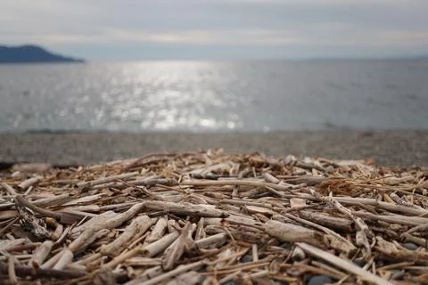A driftwood on the beach Foto stock