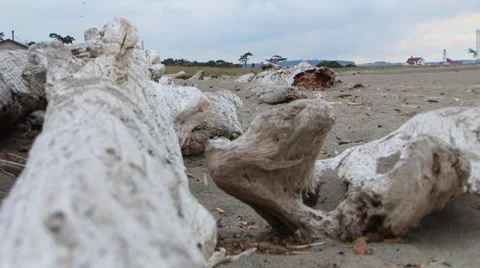 Driftwood Beach Scene Stock Footage 33604584