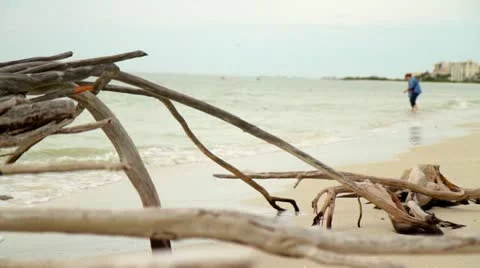 Driftwood on Beach - Searching for Shells Stock Footage 18069354