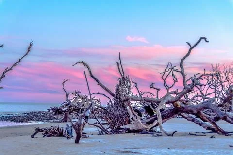 Driftwood Beach at Sunset 库存照片