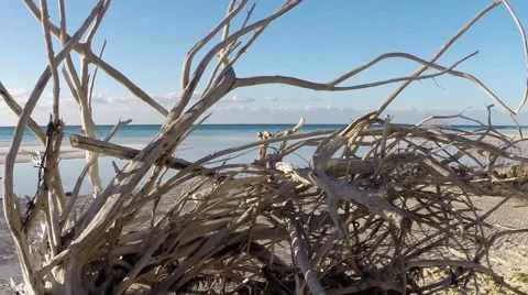Driftwood to the blue ocean Stock Footage 47992181