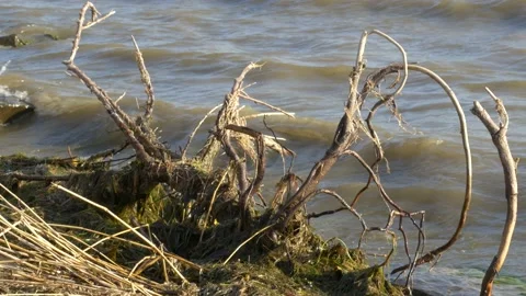 Driftwood covered with algae in a dirty river Video stock 151838506