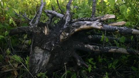 Driftwood, dead tree trunk Stock Footage 133647945