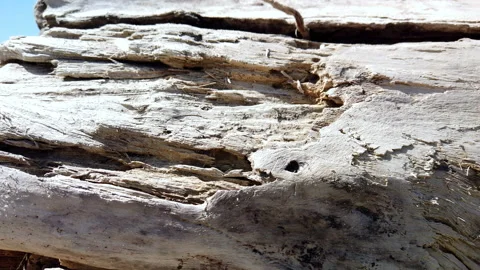 Driftwood in Details Stock Footage 186863907