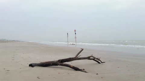 Driftwood on empty winter beach by calm sea Stock Footage 340358102